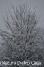 nevica a Modena (69).jpg