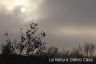sole nella nebbia (74).JPG