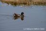 Gallinella d'Acqua (51).jpg