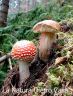 Amanita Muscaria, Porcino Boletus Edulis (15).JPG