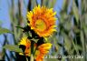 Girasoli (7).JPG