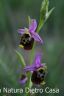 Orchidea Fuciflora Apulica (39).JPG