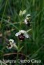 Orchidea Fuciflora Formicone (45).JPG