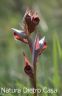 Orchidea Serapias (1).JPG