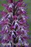 Orchidea Simia (37).jpg