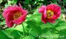 Peonia (17).JPG