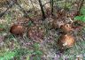 Porcini, Boletus Aereus (16).JPG