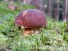 Porcino, Boletus Pinicola (3).JPG